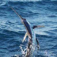 Double Threat Fishing Charters