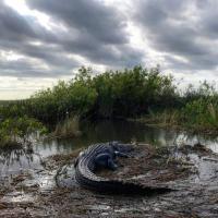Everglades River of Grass Adventures -Tours