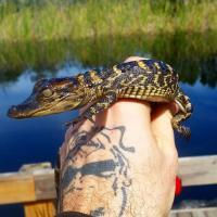 Tigertail Airboat Tours